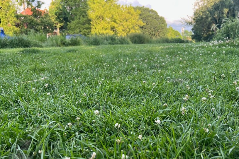 Do pracy zabierz się jeszcze w październiku. Inaczej ogród zarośnie chwastami