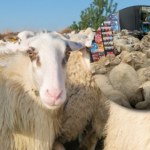 Do sklepu nagle weszło 50 owiec. "Myślałem, że to ukryta kamera"