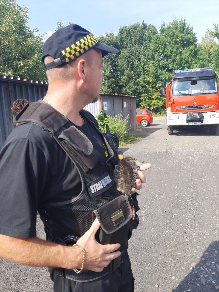 Do szczecińskiej straży miejskiej bardzo często wpływają zgłoszenia dotyczące zwierząt, którym trzeba pomóc. /Straż Miejska