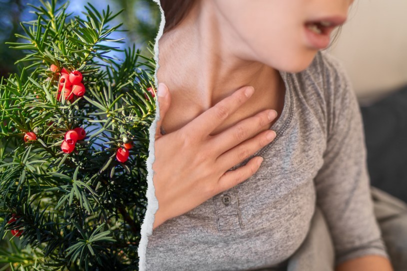 Do trujących roślin zalicza się m.in. cis. Spożycie jego każdej części skutkuje m.in. bólem brzucha, biegunką, wymiotami /123RF/PICSEL