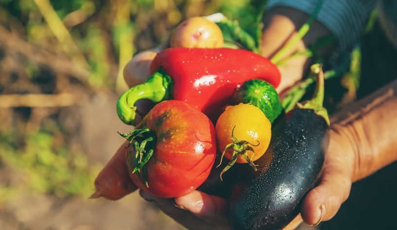 Do warzyw psiankowatych należą m.in. pomidory, papryka i bakłażan /123RF/PICSEL