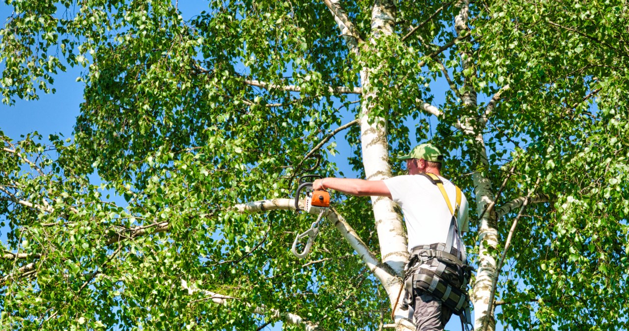 Do wycinki drzew i krzewów niezbędne jest uzyskanie pozwolenia /123RF/PICSEL