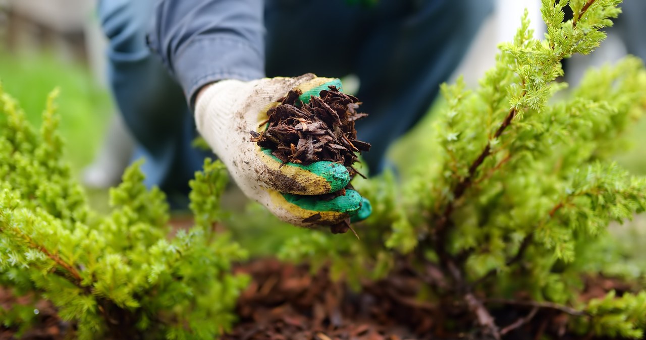 Do zakażenia tężcem dochodzi na skutek np. wdepnięcia na ostry przedmiot skażony zarodnikami tężca, zabrudzenia rany ziemią lub nawozem /123RF/PICSEL