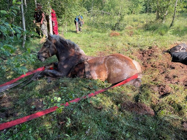 Do zdarzenia doszło na bagnach w powiecie kartuskim /KP PSP Kartuzy /