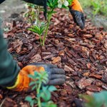 Do zimowania róż najlepsze są te liście. Wypróbuj, a wiosną podziękujesz