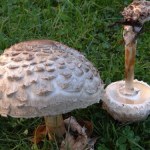 Do złudzenia przypomina kanię, ale psuje smak wszystkich potraw. Tak go rozpoznasz