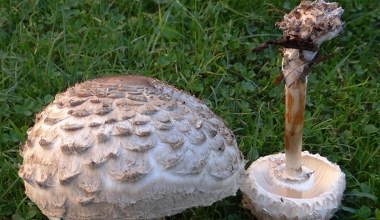 Do złudzenia przypomina kanię, ale psuje smak wszystkich potraw. Tak go rozpoznasz