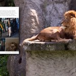 Do zoo w Poznaniu trafiły kolejne lwy z Ukrainy