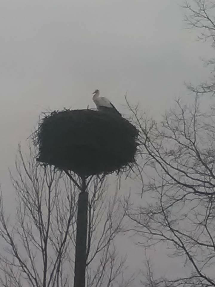 Do Żywkowa przyleciał pierwszy w tym roku bocian! /Irena Kur /Gorąca Linia RMF FM