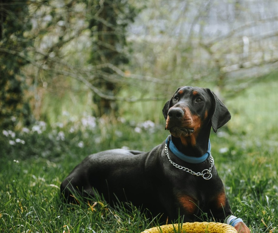 Doberman /Shutterstock