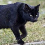 Dobra energia czarnych kotów. Nie zawsze przynoszą pecha
