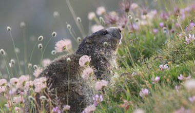 Dobra wiadomość. Świstaki mają nowe stanowiska w Tatrach