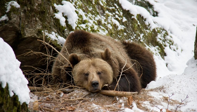 Dobranoc, ale nie na długo. Co robią bieszczadzkie drapieżniki zimą?
