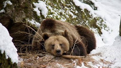 Dobranoc, ale nie na długo. Co robią bieszczadzkie drapieżniki zimą?