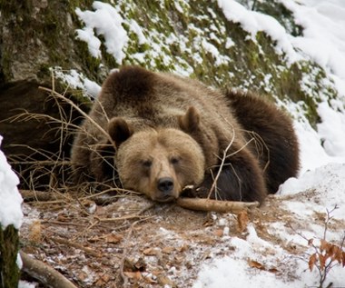 Dobranoc, ale nie na długo. Co robią bieszczadzkie drapieżniki zimą?