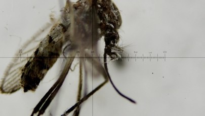 Dobre informacje WHO: Podczas igrzysk w Rio nie stwierdzono zarażenia wirusem Zika