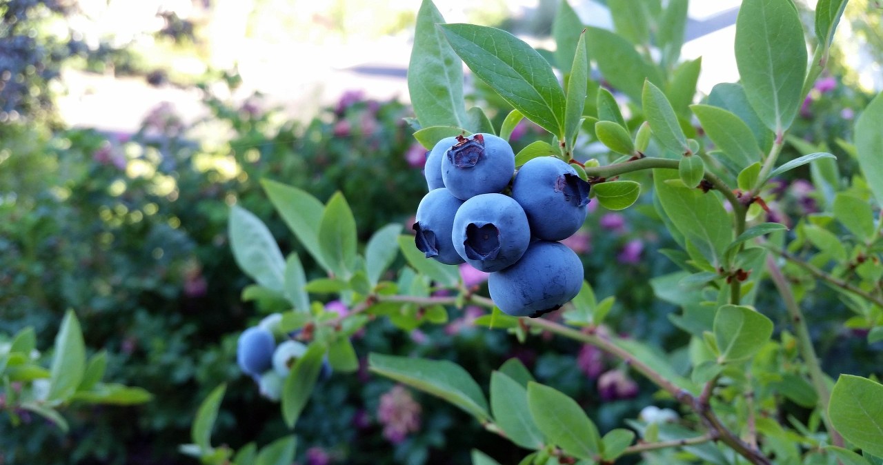 Добриво для лохини - чим саме підживити, аби мати щедрий врожай? /pixabay.com