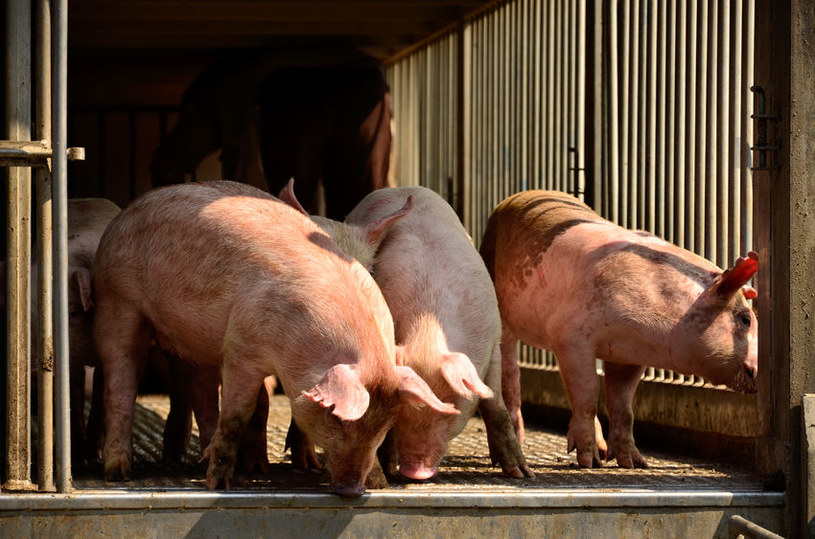 Dobrostan świń na całym świecie jest rzadko uwzględniany /123RF/PICSEL