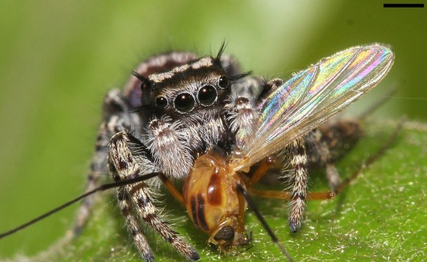 Doceń pająka. Szczególnie, gdy nie cierpisz owadów...