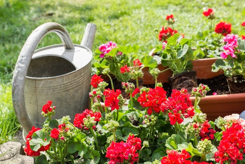 Dodaj do wody, podlej i patrz jak rośnie. Balkon utonie w pelargoniach