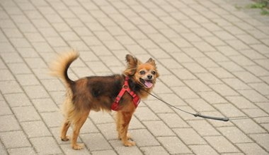 Dodatek emerytalny dla właścicieli psów. Wypłacają 220 zł więcej