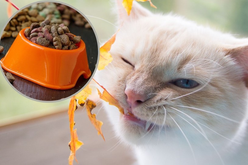 Dodawaj kotu do karmy jesienią. Tak przygotujesz go na zimę
