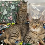 koty Dofinansowanie na psa i kota. Przyznają właścicielom po 500 zł