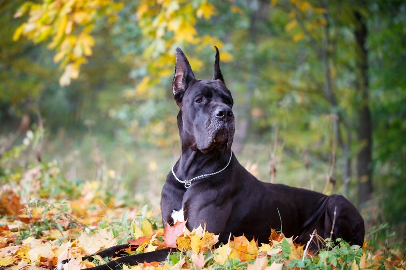 Największy pies na świecie. Dog niemiecki wielki jak Zeus - Zielona w ...