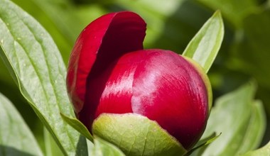 Догляд за півоніями напередодні весни. Розчиніть це у воді та поливайте - бруньки швидко з’являться