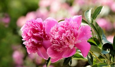 Догляд за півоніями восени: 4 кроки, які ви повинні зробити перед зимою