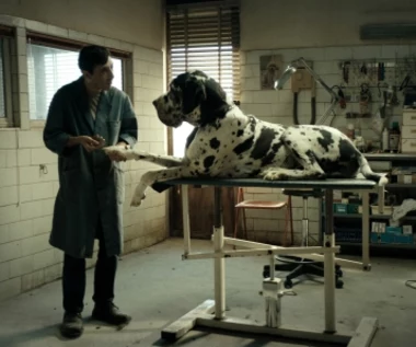 ​"Dogman" [recenzja]: Wściekły pies
