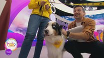 Dogoterapia. Psy, które leczą odwiedziły studio "halo tu polsat"