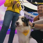 Dogoterapia. Psy, które leczą odwiedziły studio "halo tu polsat"