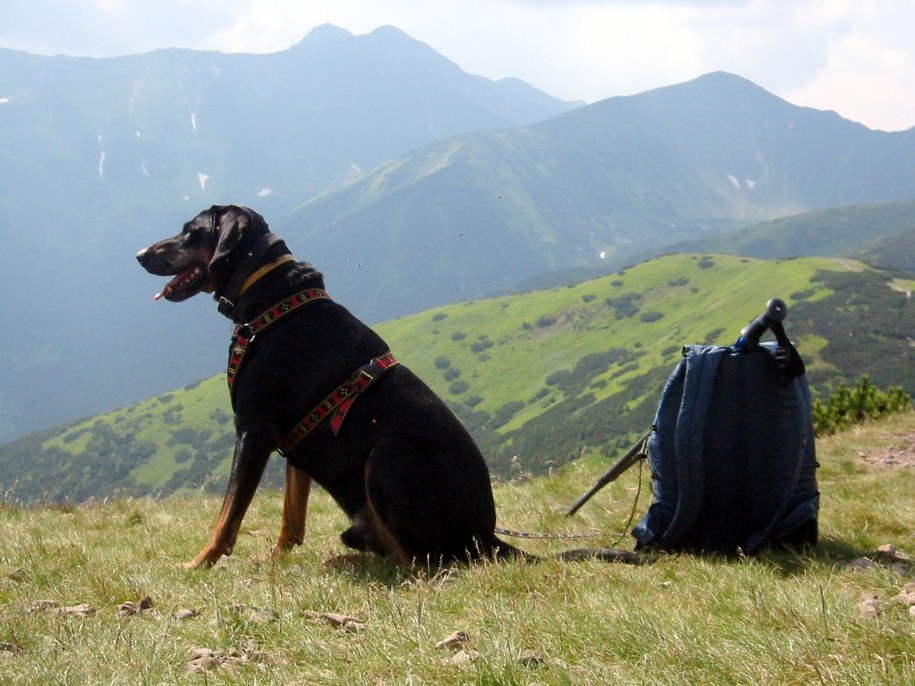 Dogtrekking w Tatrach /Tomasz Gzell /PAP