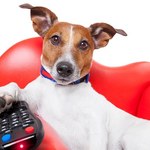 DogTV - nowe pasmo dla psów już 4 czerwca w Polsce