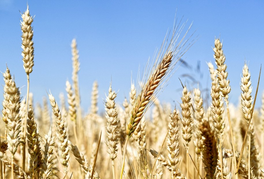 Dojrzewające zboże /Darek Delmanowicz /PAP