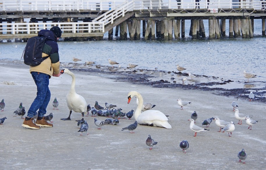 Dokarmianie łabędzi przy sopockim molo /Marek BAZAK / Zofia BAZAK /East News