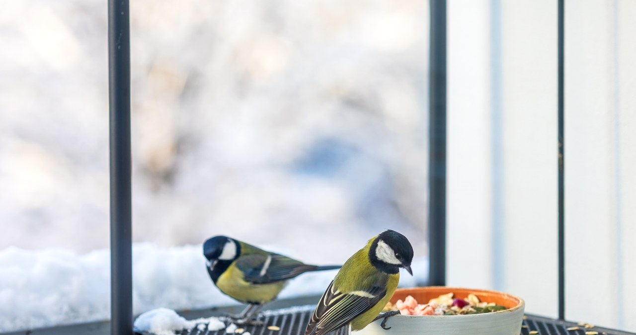 Dokarmianie ptaków na balkonie to świetna okazja na obserwację niektórych okazów /123RF/PICSEL