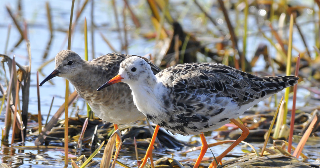 Dolina Biebrzy ma ogromne znaczenie jako lęgowisko dla ptaków związanych ze środowiskiem bagiennym /123RF/PICSEL