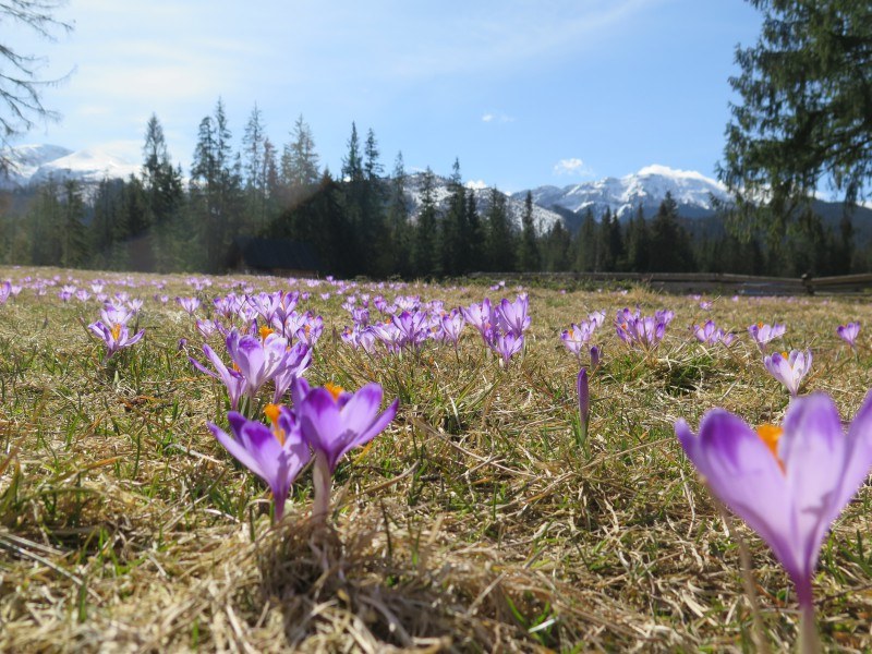 Dolina Chochołowska w Tatrach /RMF FM