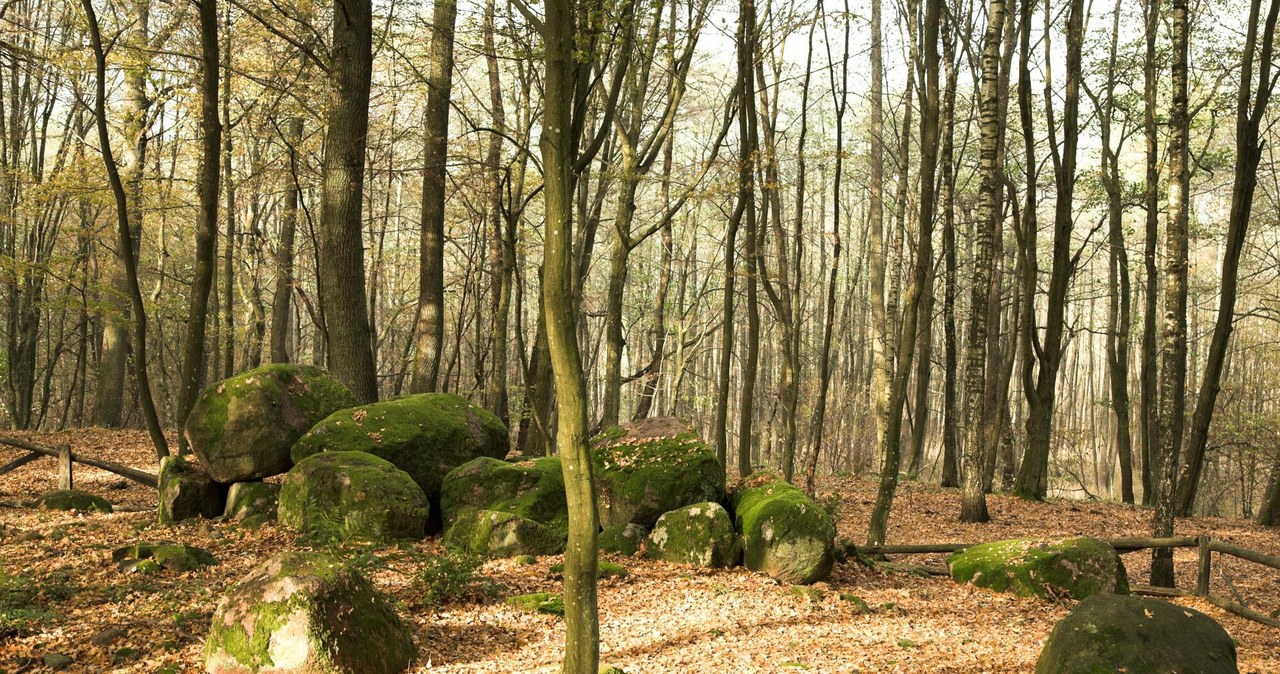 Dolmen w Borkowie /MARCIN LIBELT /East News