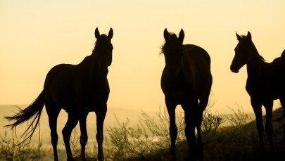 Dolnośląskie: 10-latka poszkodowana w wypadku na obozie jeździeckim