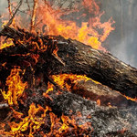 Dolnośląskie: Płonie las. Ogień może obejmować już 35 hektarów!