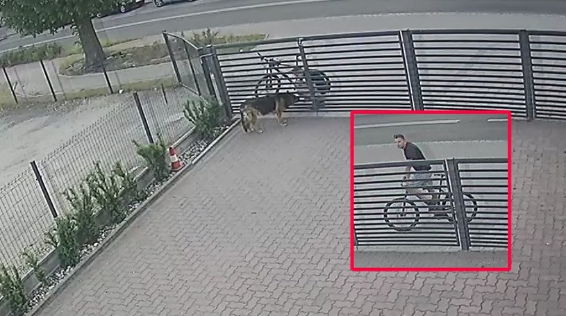 Dolnośląskie: Rowerzysta podał psu truciznę. Policja szuka sprawcy