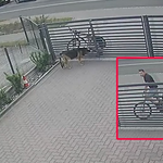 Dolnośląskie: Rowerzysta podał psu truciznę. Policja szuka sprawcy