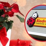 Dom pachnący świętami! Te rośliny w Biedronce znikają z półek w ekspresowym tempie!