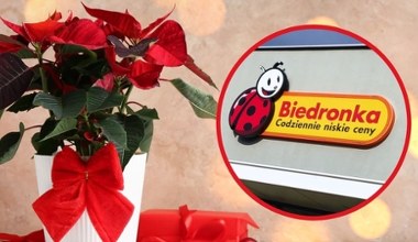 Dom pachnący świętami! Te rośliny w Biedronce znikają z półek w ekspresowym tempie!
