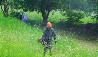 Domagają się koszenia traw. Samorządy tłumaczą, dlaczego robią to rzadziej