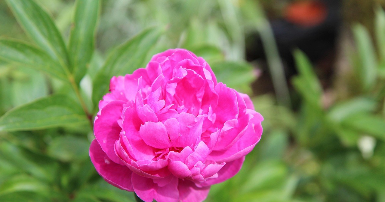 Домашній підживлювач допоже півоніям розквітнути /pixabay.com