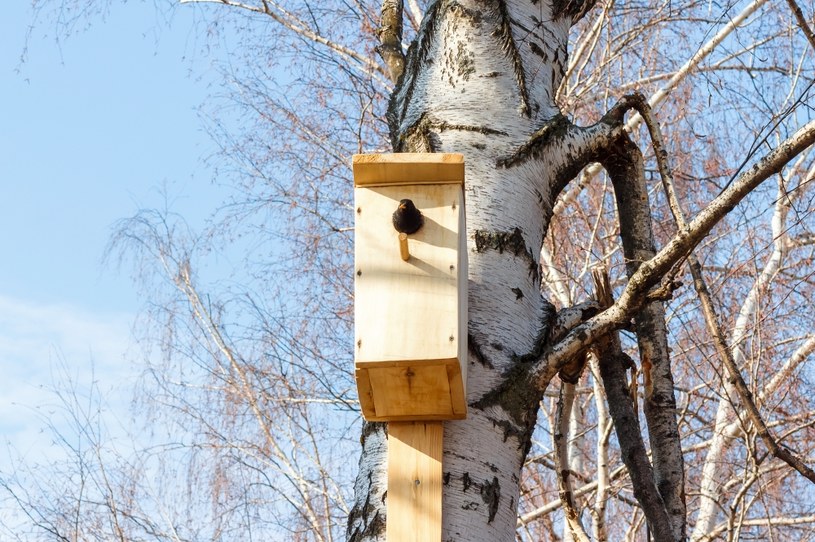 Domki dla ptaków ważne w zimie /123RF/PICSEL